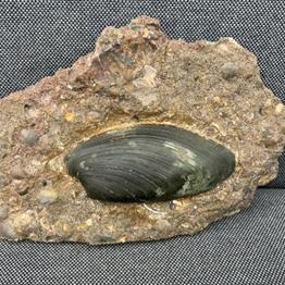 Cardinia Sp Fossil Bivalve, Scunthorpe, England. Lower Lias, Lower Jurassic, 200 Million Years Old.