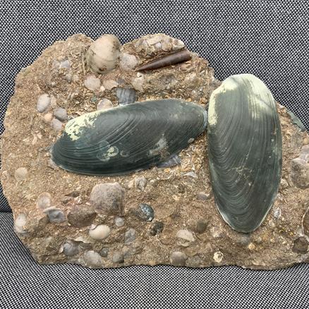 Cardinia Sp Double Fossil Bivalve, Scunthorpe, England. Lower Lias, Lower Jurassic, 200 Million Years Old