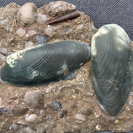 Cardinia Sp Double Fossil Bivalve, Scunthorpe, England. Lower Lias, Lower Jurassic, 200 Million Years Old