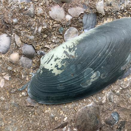 Cardinia Sp Double Fossil Bivalve, Scunthorpe, England. Lower Lias, Lower Jurassic, 200 Million Years Old