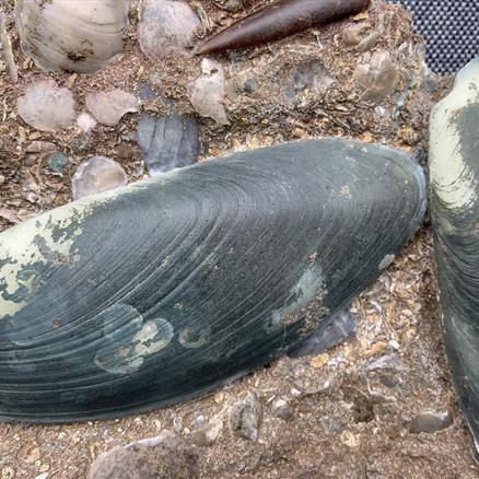 Cardinia Sp Double Fossil Bivalve, Scunthorpe, England. Lower Lias, Lower Jurassic, 200 Million Years Old