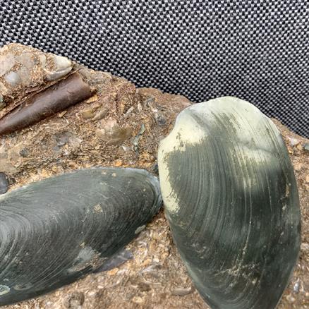 Cardinia Sp Double Fossil Bivalve, Scunthorpe, England. Lower Lias, Lower Jurassic, 200 Million Years Old