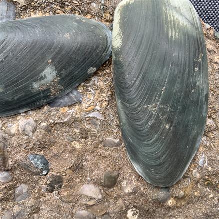 Cardinia Sp Double Fossil Bivalve, Scunthorpe, England. Lower Lias, Lower Jurassic, 200 Million Years Old