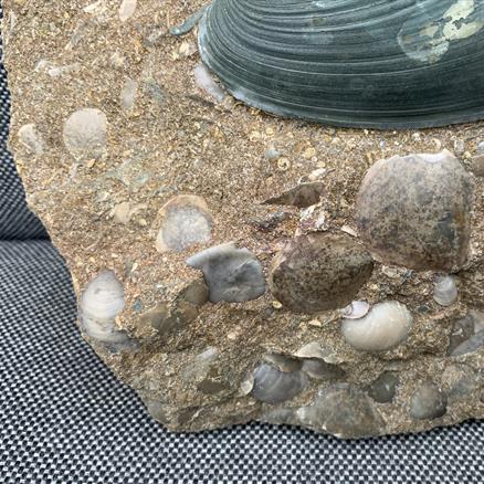 Cardinia Sp Double Fossil Bivalve, Scunthorpe, England. Lower Lias, Lower Jurassic, 200 Million Years Old