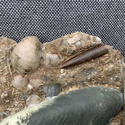 Cardinia Sp Double Fossil Bivalve, Scunthorpe, England. Lower Lias, Lower Jurassic, 200 Million Years Old