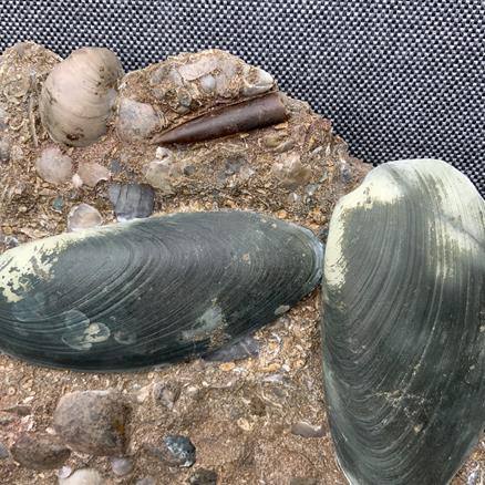 Cardinia Sp Double Fossil Bivalve, Scunthorpe, England. Lower Lias, Lower Jurassic, 200 Million Years Old