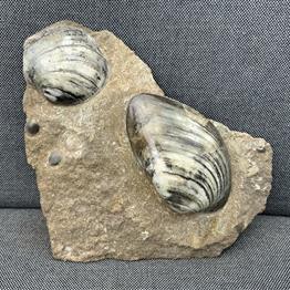 Cardinia Sp Double Polished Fossil Bivalve, Scunthorpe, England. Lower Lias, Lower Jurassic, 200 Million Years Old.