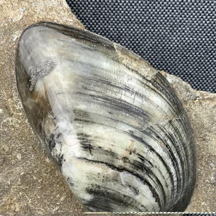 Cardinia Sp Double Polished Fossil Bivalve, Scunthorpe, England. Lower Lias, Lower Jurassic, 200 Million Years Old.