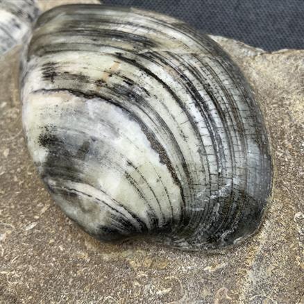 Cardinia Sp Double Polished Fossil Bivalve, Scunthorpe, England. Lower Lias, Lower Jurassic, 200 Million Years Old.