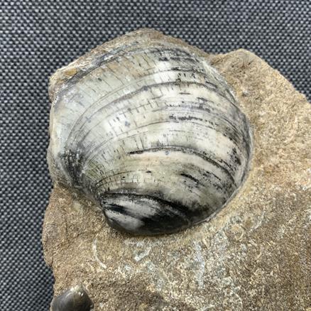 Cardinia Sp Double Polished Fossil Bivalve, Scunthorpe, England. Lower Lias, Lower Jurassic, 200 Million Years Old