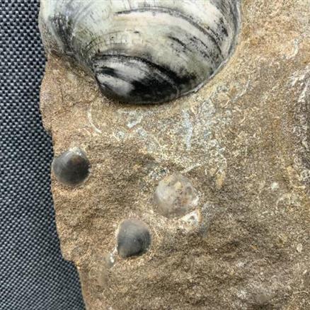 Cardinia Sp Double Polished Fossil Bivalve, Scunthorpe, England. Lower Lias, Lower Jurassic, 200 Million Years Old