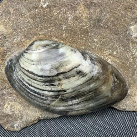 Cardinia Sp Double Polished Fossil Bivalve, Scunthorpe, England. Lower Lias, Lower Jurassic, 200 Million Years Old