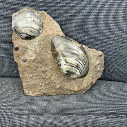 Cardinia Sp Double Polished Fossil Bivalve, Scunthorpe, England. Lower Lias, Lower Jurassic, 200 Million Years Old