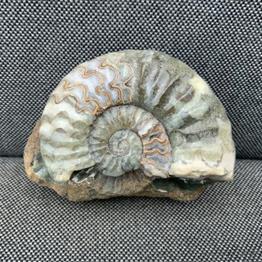 Aegasteroceras Polished Ammonite From Scunthorpe  Stone Treasures Fossils4sale