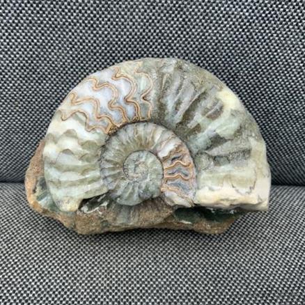 Aegasteroceras sp Fossil Ammonite, Scunthorpe, England. Lower Lias, Lower Jurassic, 200 Million Years Old. Stone Treasures Fossils4sale