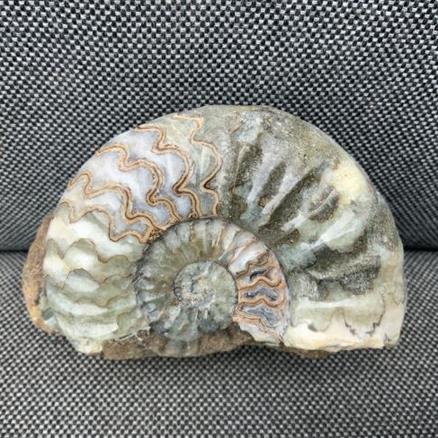 Aegasteroceras Polished Ammonite From Scunthorpe Stone Treasures Fossils4sale