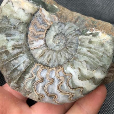 Aegasteroceras Polished Ammonite From Scunthorpe Stone Treasures Fossils4sale