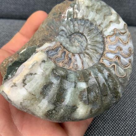 Aegasteroceras Polished Ammonite From Scunthorpe Stone Treasures Fossils4sale