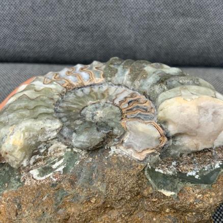 Aegasteroceras Polished Ammonite From Scunthorpe Stone Treasures Fossils4sale