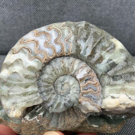 Aegasteroceras Polished Ammonite From Scunthorpe Stone Treasures Fossils4sale