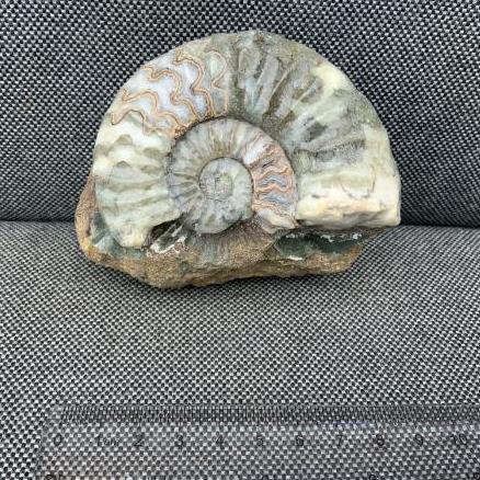 Aegasteroceras Polished Ammonite From Scunthorpe Stone Treasures Fossils4sale