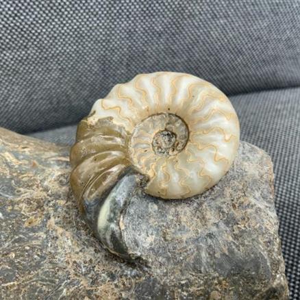 Aegasteroceras Sp Polished Fossil Ammonite, Scunthorpe, England. Lower Lias, Lower Jurassic, 200 Million Years Old.