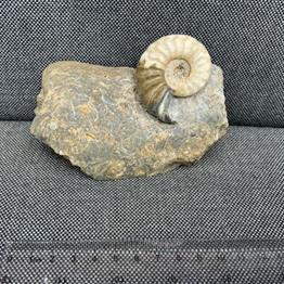 Aegasteroceras Sp Polished Fossil Ammonite, Scunthorpe, England. Lower Lias, Lower Jurassic, 200 Million Years Old.