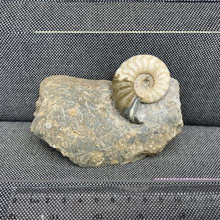 Aegasteroceras Sp Polished Fossil Ammonite, Scunthorpe, England. Lower Lias, Lower Jurassic, 200 Million Years Old.