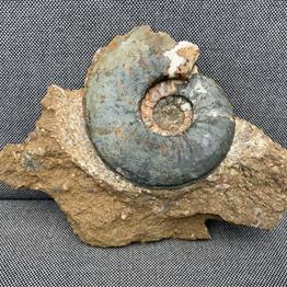 Eparietites Ammonite Frodingham Ironstone Scunthorpe UK Stone Treasures Fossils4sale