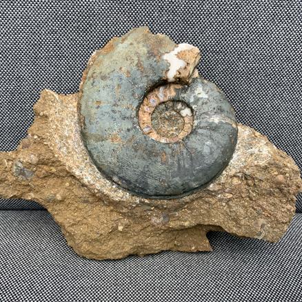 Eparietites sp Fossil Ammonite, Scunthorpe, England. Lower Lias, Lower Jurassic, 200 Million Years Old.Stone Treasures Fossils4sale