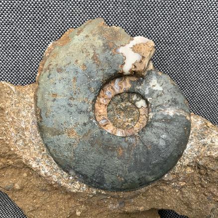 Eparietites Ammonite Frodingham Ironstone Scunthorpe UK Stone Treasures Fossils4sale