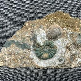 Aegasteroceras Sp Fossil Ammonite + gryphea, Scunthorpe, England. Lower Lias, Lower Jurassic, 200 Million Years Old.