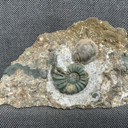 Aegasteroceras Sp Fossil Ammonite & Gryphaea, Scunthorpe, England. Lower Lias, Lower Jurassic, 200 Million Years Old.