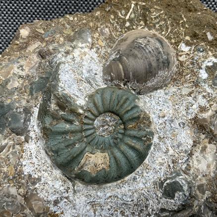 Aegasteroceras Sp Fossil Ammonite + gryphea, Scunthorpe, England. Lower Lias, Lower Jurassic, 200 Million Years Old.