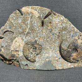 Eparietites Polished Ammonite with gryphea and belemnites  Frodingham Ironstone Scunthorpe UK Stone Treasures Fossils4sale