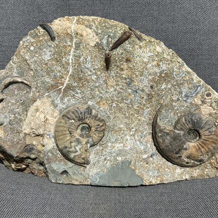 Eparietites sp Double Fossil Ammonite with Gryphaea & Belemnites, Scunthorpe, England. Lower Lias, Lower Jurassic, 200 Million Years Old. Stone Treasures Fossils4sale