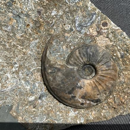 Eparietites Polished Ammonite with gryphea and belemnites Frodingham Ironstone Scunthorpe UK Stone Treasures Fossils4sale