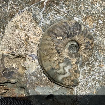 Eparietites Polished Ammonite with gryphea and belemnites Frodingham Ironstone Scunthorpe UK Stone Treasures Fossils4sale