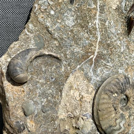 Eparietites Polished Ammonite with gryphea and belemnites Frodingham Ironstone Scunthorpe UK Stone Treasures Fossils4sale