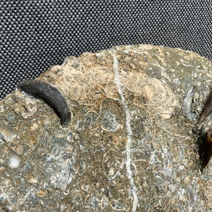 Eparietites Polished Ammonite with gryphea and belemnites Frodingham Ironstone Scunthorpe UK Stone Treasures Fossils4sale