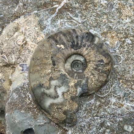 Eparietites Polished Ammonite with gryphea and belemnites Frodingham Ironstone Scunthorpe UK Stone Treasures Fossils4sale