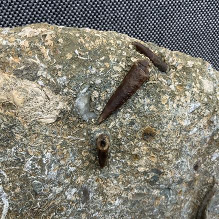 Eparietites Polished Ammonite with gryphea and belemnites Frodingham Ironstone Scunthorpe UK Stone Treasures Fossils4sale