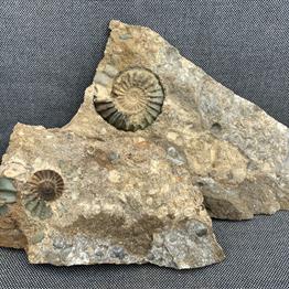 Aegasteroceras Polished Ammonite + cast From Scunthorpe  Stone Treasures Fossils4sale