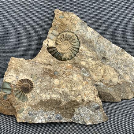 Aegasteroceras Sp Fossil Ammonite Pos / Neg, Scunthorpe, England. Lower Lias, Lower Jurassic, 200 Million Years Old. Stone Treasures Fossils4sale