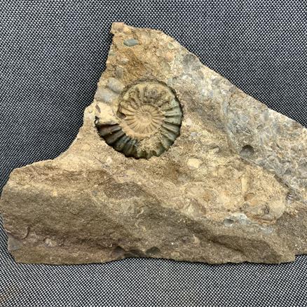 Aegasteroceras Polished Ammonite + cast From Scunthorpe  Stone Treasures Fossils4sale