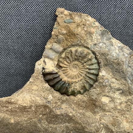 Aegasteroceras Polished Ammonite + cast From Scunthorpe  Stone Treasures Fossils4sale