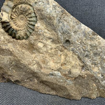 Aegasteroceras Polished Ammonite + cast From Scunthorpe  Stone Treasures Fossils4sale