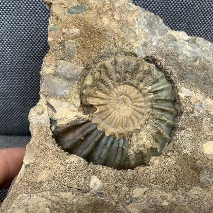 Aegasteroceras Polished Ammonite + cast From Scunthorpe  Stone Treasures Fossils4sale