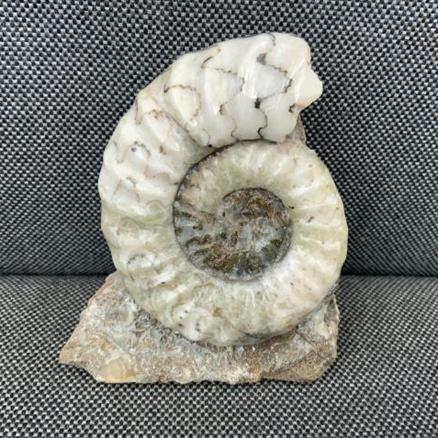 Aegasteroceras sp Polished Fossil Ammonite, Scunthorpe, England. Lower Lias, Lower Jurassic, 200 Million Years Old. Stone Treasures Fossils4sale