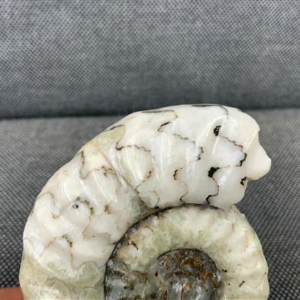 Aegasteroceras Polished Ammonite From Scunthorpe Stone Treasures Fossils4sale